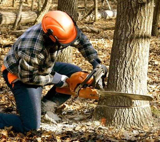 Tree Removal in Stonington, ME